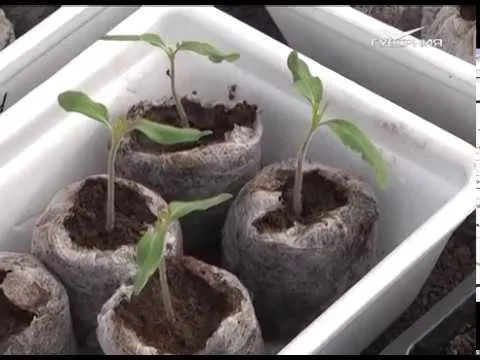 Дачные советы 23.03.2017. Уход за рассадой капусты