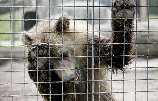 Спасение брошенных цирковых медведей: в Новосибирске местные жители создали петицию 