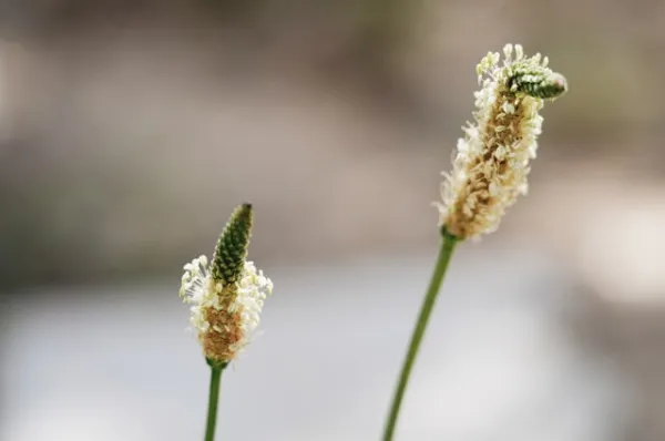 Эксперты рассказали про удивительные свойства псиллиума