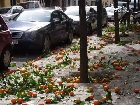 Бодрость и похудение: полезные свойства цитрусовых. Утро Губернии