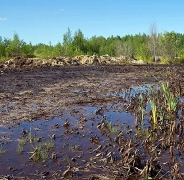 В Самарской области поля с пшеницей залило нефтесодержащими продуктами