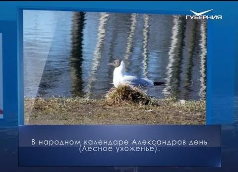 Александров день. Календарь губернии от 28 марта