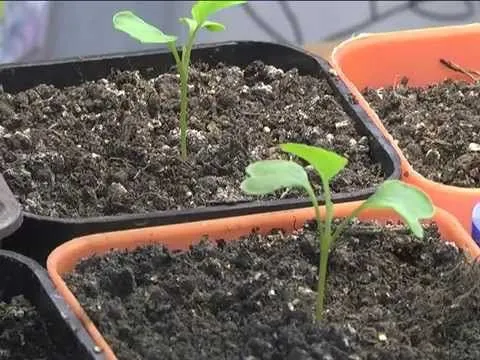 Дачные советы 26.03.2015 