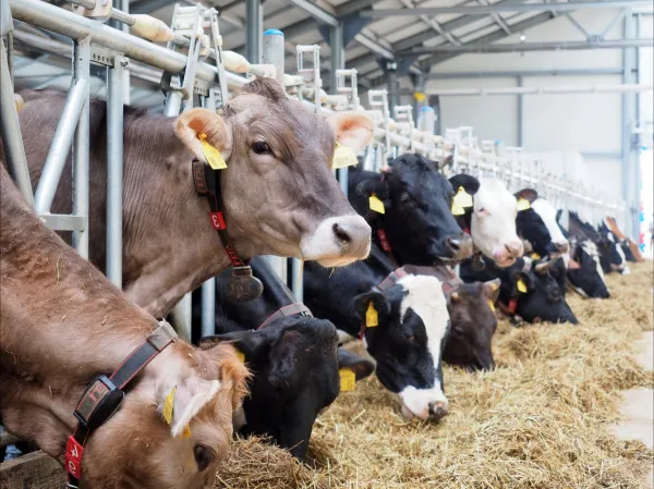 В Самарской области откроется "Школа фермера"