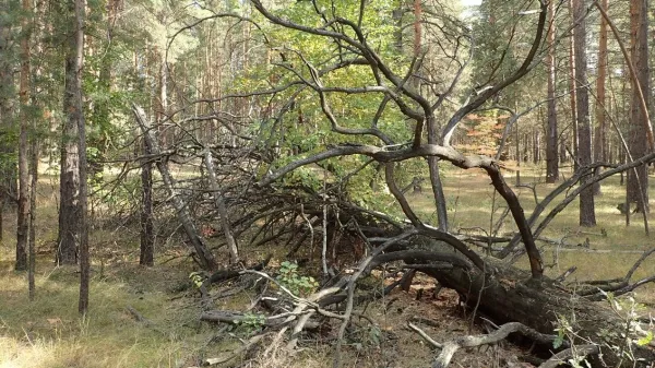 В Самарской области спасли женщину, которая заблудилась в лесу