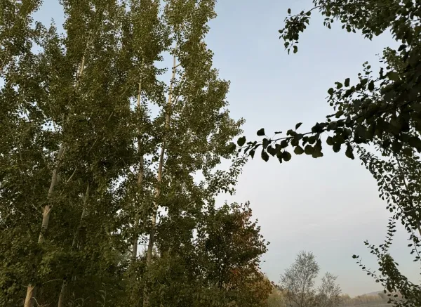 В Самарской области 22 сентября ожидается сильный и порывистый ветер