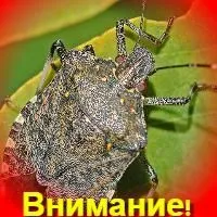 Россельхознадзор предупреждает о возможности появления в Самарской области опасного насекомого