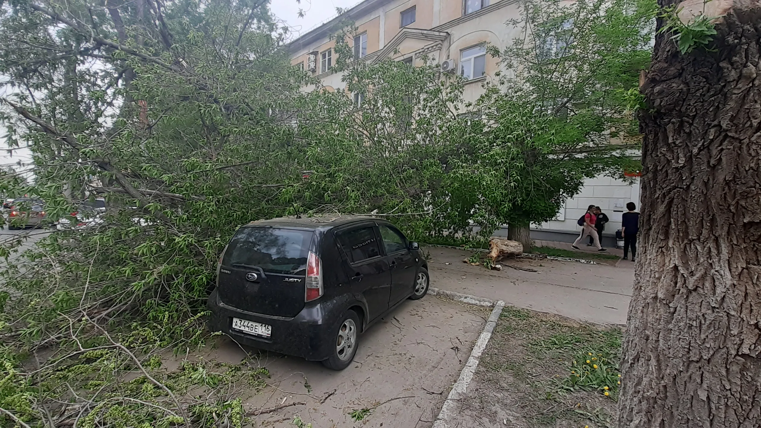 В Самаре дерево рухнуло на припаркованные машины на проспекте Масленникова  | СОВА - главные новости Самары