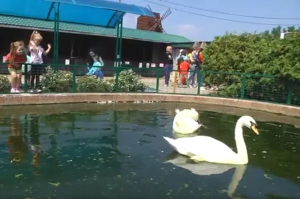 Квесты, мастер-классы и встречи с животными: в Самаре отметили День защиты детей