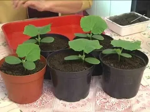 Дачные советы 9.04.2015 