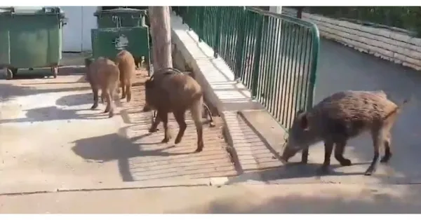 В Самаре кабаны терроризируют жителей города