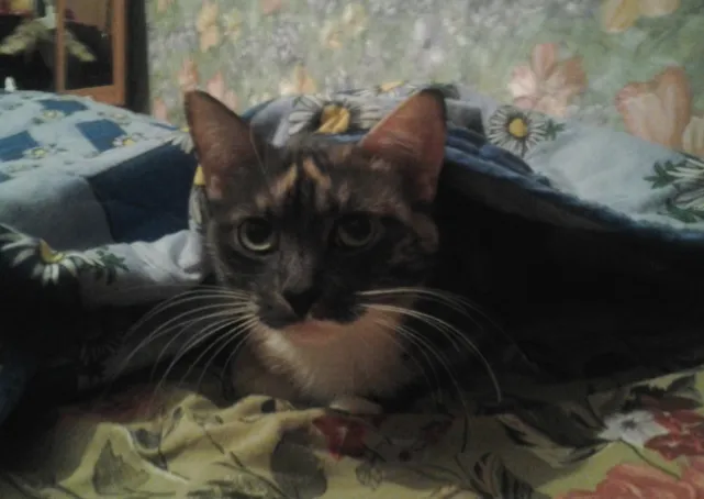 Глава Тольятти потребовал выяснить, почему жителей лишают тепла