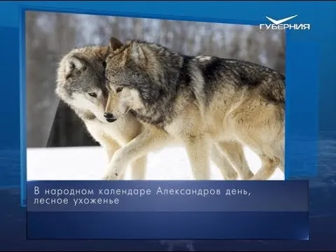 Волчьи свадьбы. Календарь губернии от 28 марта