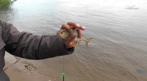 Рыбалка с берега. Рыбацкое счастье