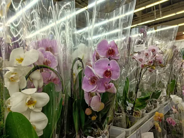 Жительница Тольятти стала жертвой цветочных мошенников