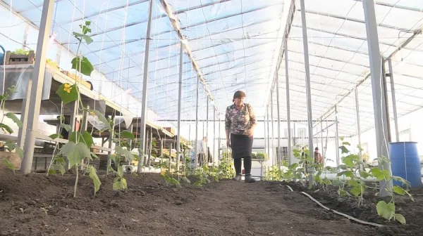 В Камышлинском районе открылась автоматизированная теплица