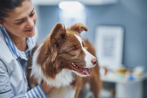 Кинологи назвали первые признаки инсульта у собаки | СОВА - главные новости  Самары