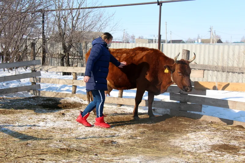 Благодаря соцконтракту в Заволжье планируют наладить производство сыра 