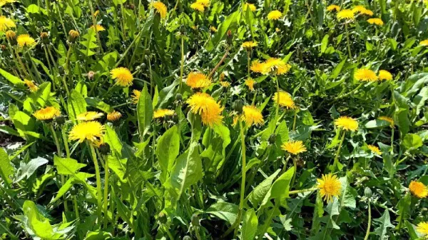 Апрельское лето: стал известен прогноз погоды на следующую неделю