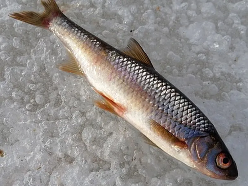 В соревнованиях по зимней рыбалке приняли участие более 30 клявлинцев