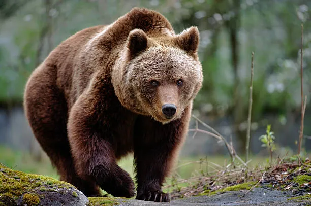В Новосибирской области рассказали о судьбе медведя, вырвавшего позвоночник корове 