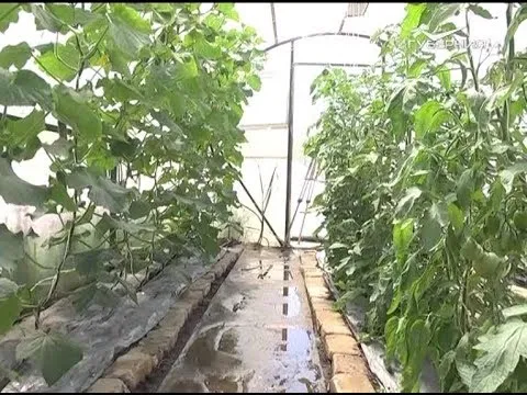 Собираем первый урожай. Дачные советы