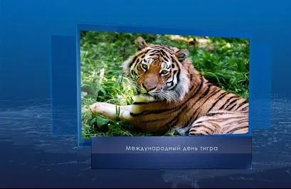 Международный день тигра. Календарь Губернии от 29 июля