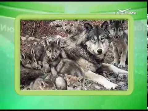 Календарь губернии 28.03.2017