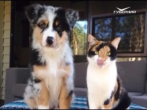 Встречаются ли близнецы среди животных. Утро Губернии