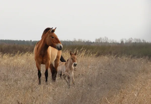 Под Самарой у лошадей Пржевальского родился жеребенок неизвестного пола