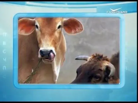 Календарь губернии 18.02.2016