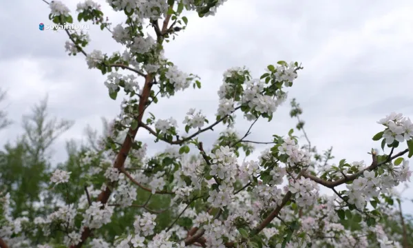 Как в садах Самарской области ухаживают за яблонями