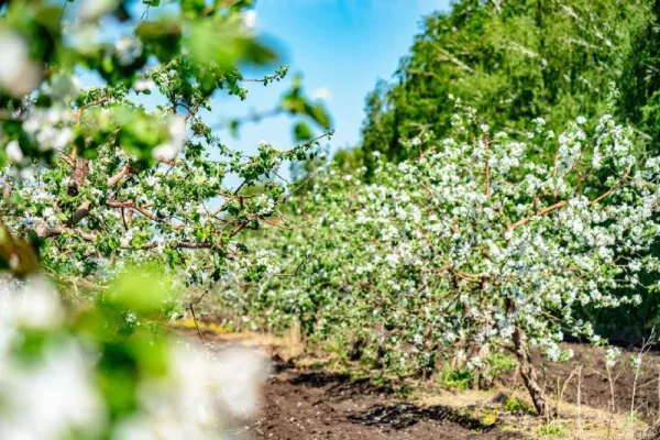 Специалисты предупредили, как не допустить инсульт во время дачных работ