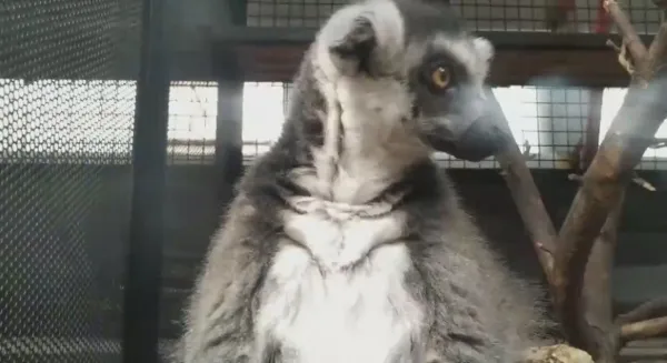 В Самарском зоопарке обитает мурлыкающий лемур   