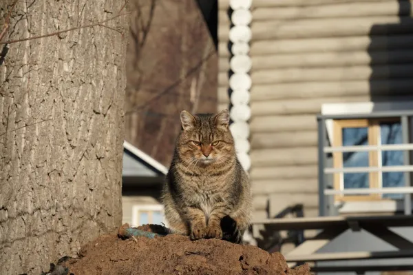Коту уличного музыканта ищут новую семью