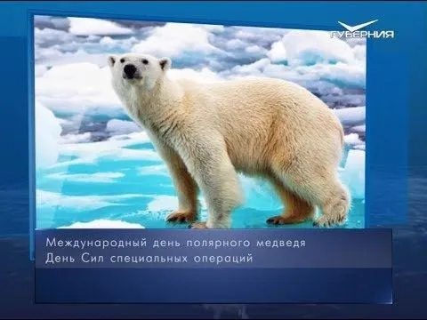 Международный день полярного медведя. Календарь губернии от 27 февраля