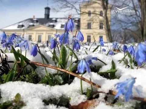 Всемирный день подснежника. Утро Губернии