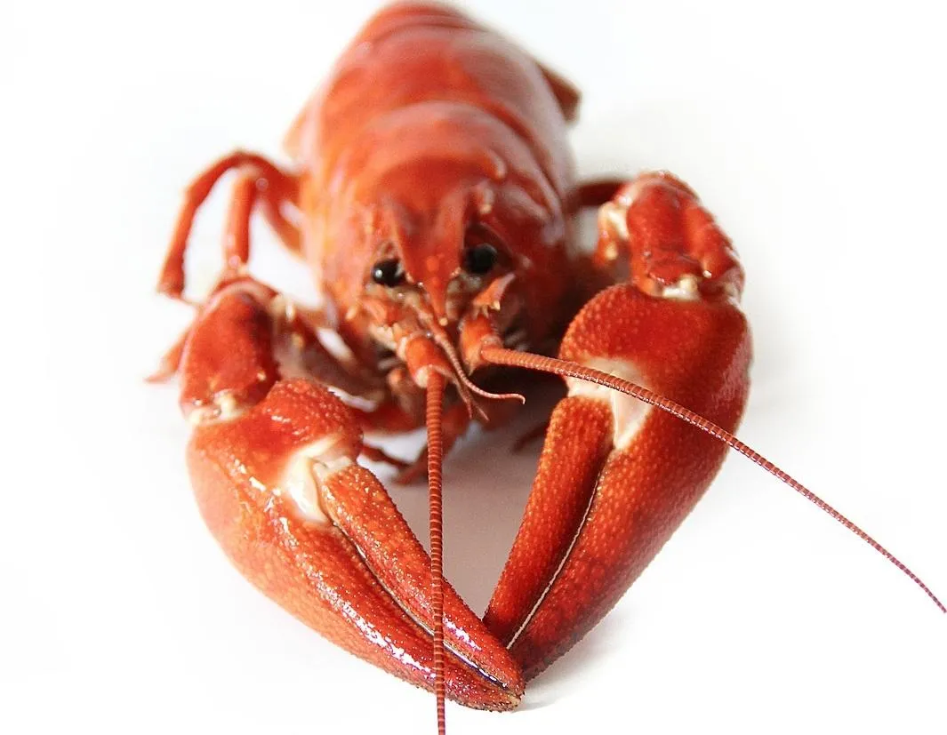 Гастрономический фестиваль Рыба-раки пройдет в Сызрани