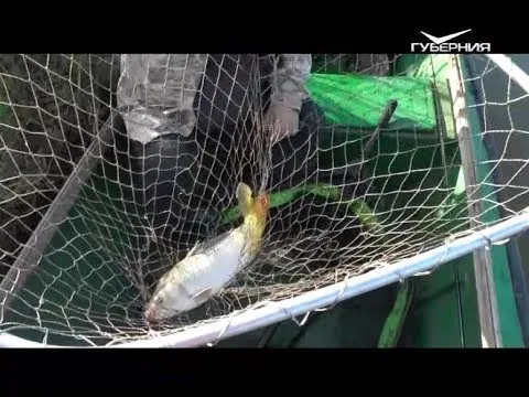 Рыбалка в низовьях Волги. Рыбацкое счастье