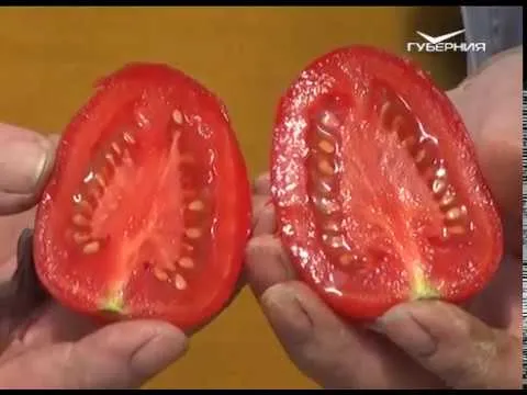 Как правильно вырастить томаты. Дачные советы