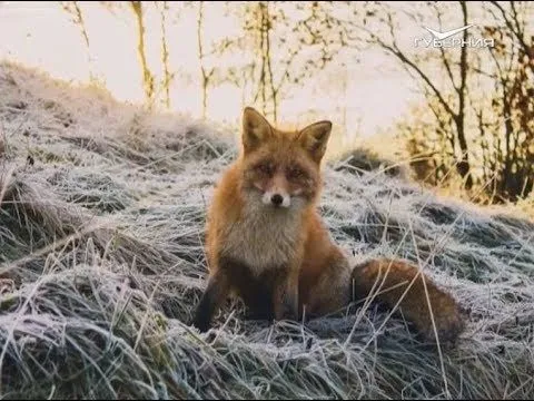 Природа Самарского края. Утро Губернии