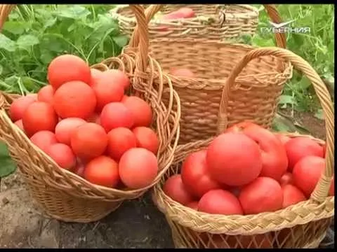 Дачные советы 29.10.2015