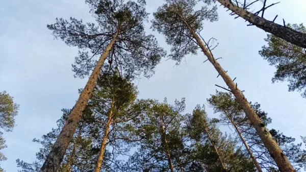 Погода на 24 марта 2025 года: народные приметы и прогноз синоптиков