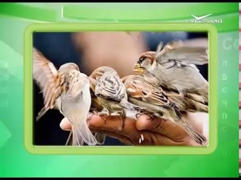 Календарь губернии 25.03.2016