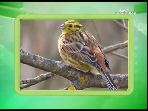 Календарь губернии 08.03.2016