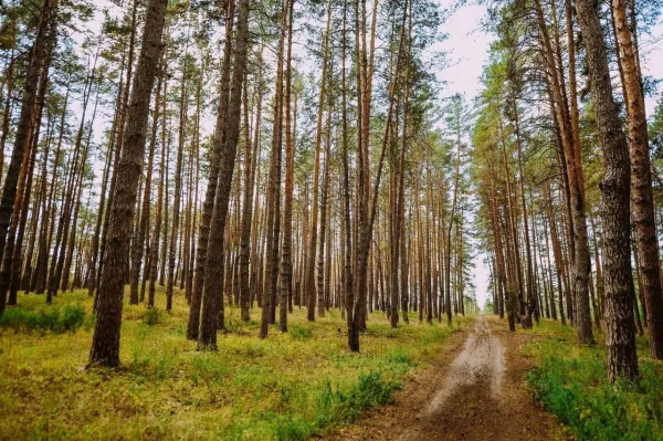 В Ставропольском районе планируют посадить 111 гектаров леса в 2025 году