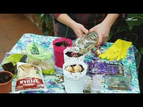 Как быстро вырастить гиацинт к 8 Марта. Удачные заметки