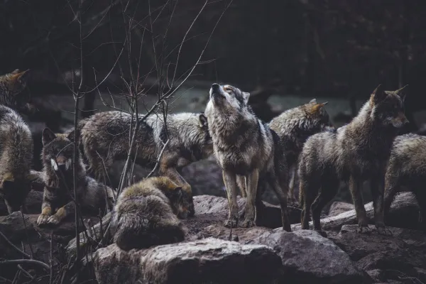 В 7 раз увеличили выплату за убитого волка в Нижнем Новгороде