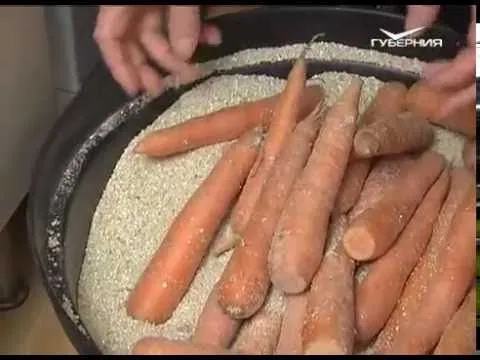 Дачные советы 28.07.2016. Посев корнеплодов для зимнего хранения и уход за бахчевыми культурами