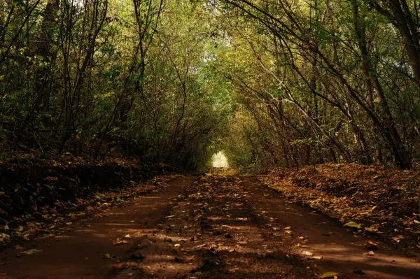 Рослесхоз проверил работу лесного хозяйства Самарской области за 2025 год